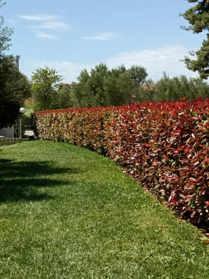 Marios Garden House Διαμέρισμα Άφυτος Εξωτερικό φωτογραφία