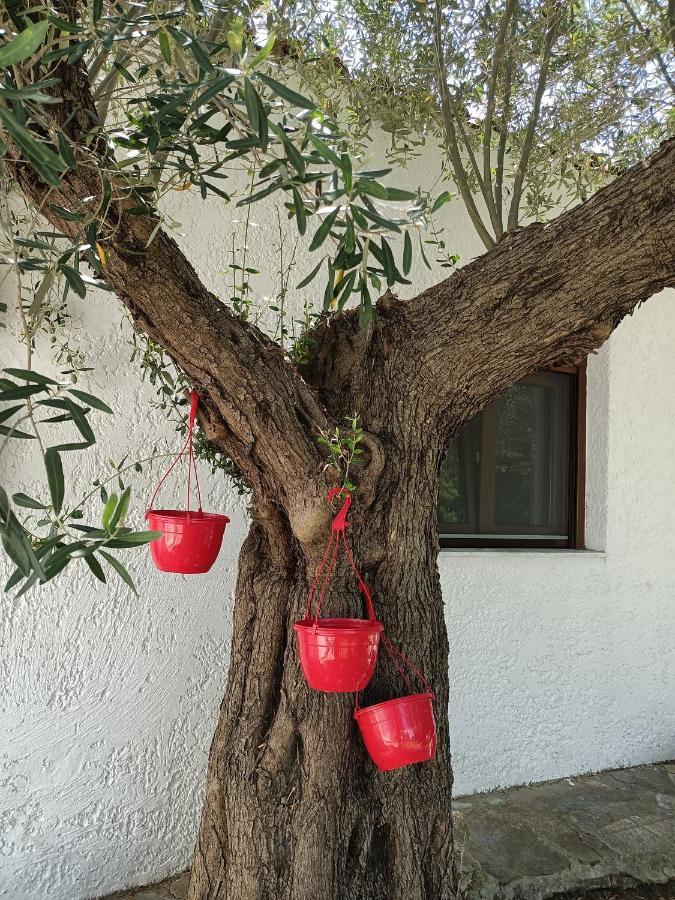 Marios Garden House Διαμέρισμα Άφυτος Εξωτερικό φωτογραφία